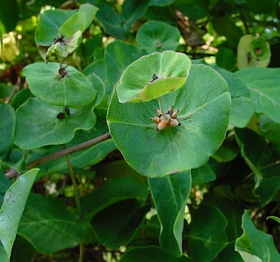 Lonicera caprifolium L.