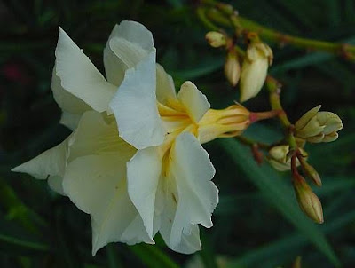 Rosebay