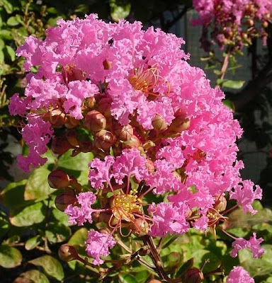 Escumilha