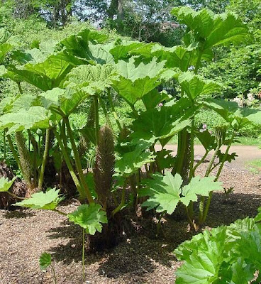 Chile Rhubarb Chile Rhubarb