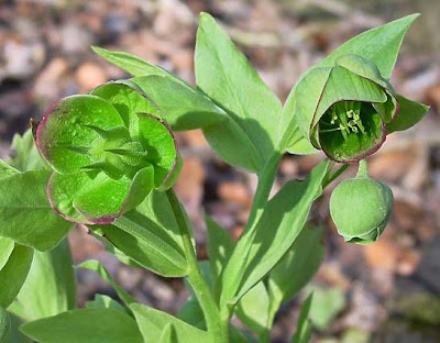 Helleborus foetidus L.