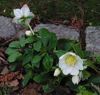 Helleborus niger L.