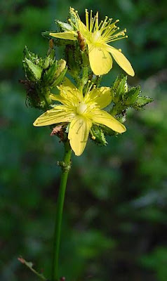 Erba di S.Giovanni montana Erba di S.Giovanni montana