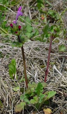 Lamium amplexicaule L.