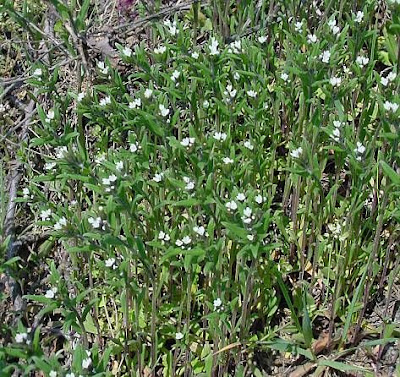 Field gromwell