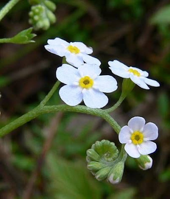 Broad Leaved Forget Me Not Broad Leaved Forget Me Not