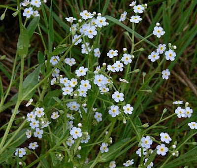 Broad Leaved Forget Me Not Broad Leaved Forget Me Not