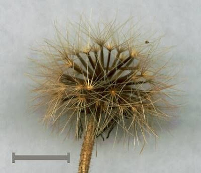 Bristly hawkbit Bristly hawkbit