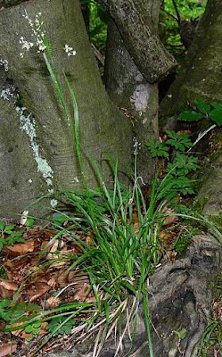 Forest wood-rush