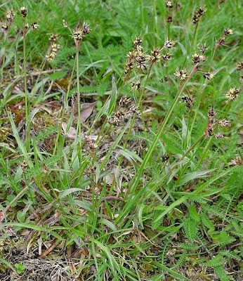 Field woodrush