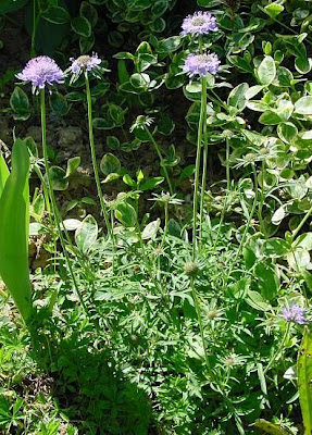 Knautia arvensis,
Acker - Witwenblume,
Ambretta comune,
bluebuttons,
erva-dos-prados,
escabiosa,
field scabiosa,
field-scabious,
gypsy's-rose,
knautie des champs,
scabieuse des champs,
Scabiosa