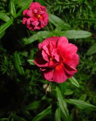 Impatiens balsamina,
Balsam,
balsamina,
Balsamina coltivata,
Balsamine,
balsamine des jardins,
Begli Uomini,
chachupina,
chico,
garden balsam,
Gartenspringkraut,
impatience,
madama,
rose balsam,
spotted snapweed,
touch-me-not