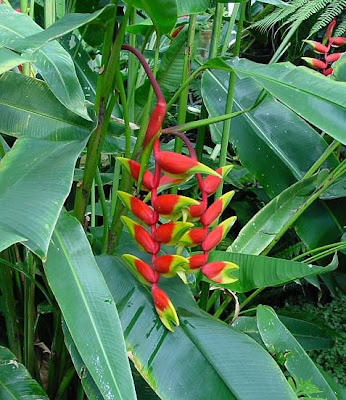 Beaked Heliconia Beaked Heliconia