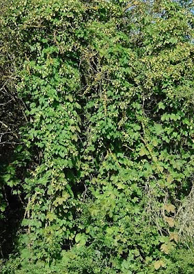 L�pulo