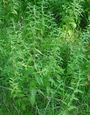 Gipsywort