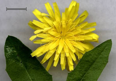 Bristly hawkbit Bristly hawkbit