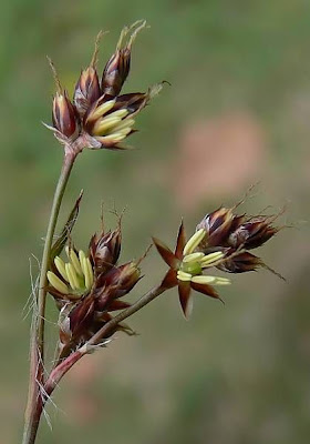 Field woodrush
