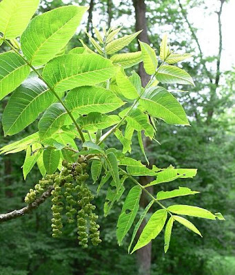 Juglans nigra,
black walnut,
nogal americano,
nogal negro,
nogueira-preta,
noyer noir,
noyer noir d'Am&eacute;rique,
schwarze Walnu&szlig;,
Walnut
