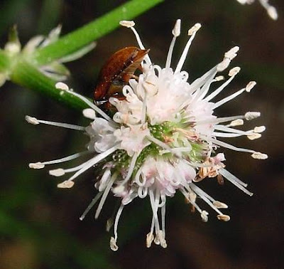 European sanicle
