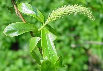 Crack willow Crack willow