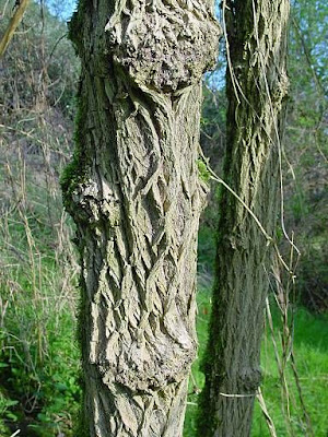 Elder