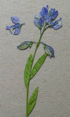 Common milkwort Common milkwort