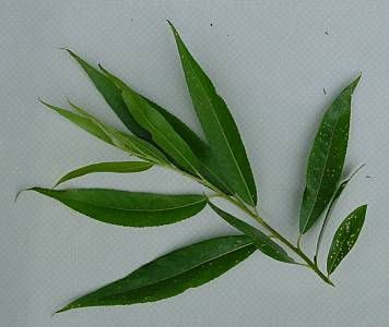 Crack willow Crack willow