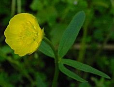 Goldilocks Buttercup Goldilocks Buttercup