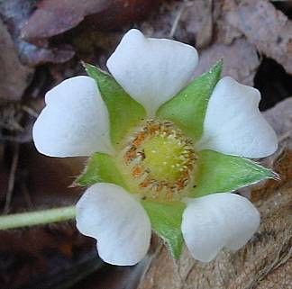 Barren Strawberry Barren Strawberry