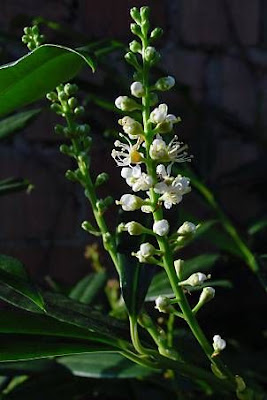 Cherry-laurel Cherry-laurel