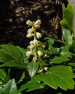 Pachysandra terminalis,
Japanese pachysandra,
Japanese-spurge