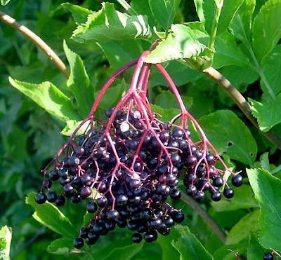 Elder