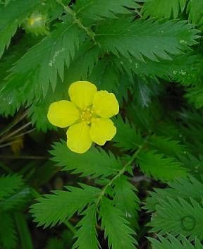 Argentina,
silverweed Argentina,
silverweed