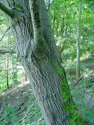 Goat willow Goat willow