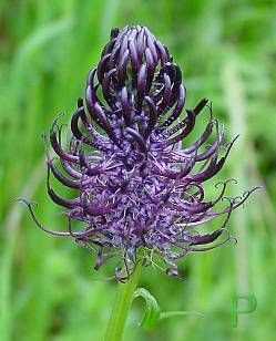Black Rampion Black Rampion