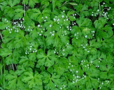 European sanicle