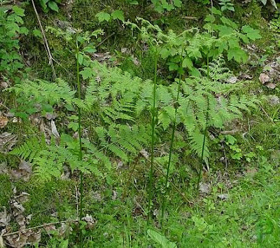 Western brackenfern Western brackenfern
