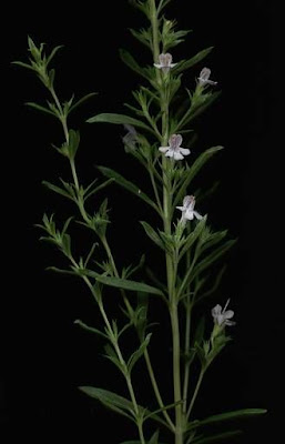 Satureja montana L.