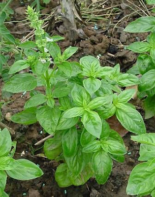 Ocimum basilicum,
albahaca,
alfavaca,
basil,
basilic,
basilico,
Basilienkraut,
Basilikum,
manjeric&atilde;o,
sweet basil