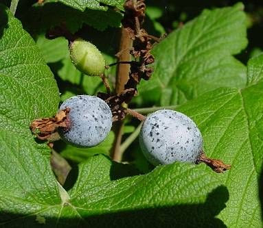 Blood currant