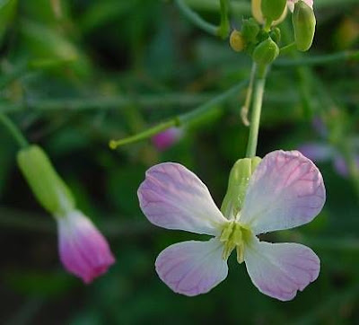 Cultivated radish