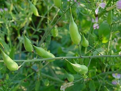 Cultivated radish
