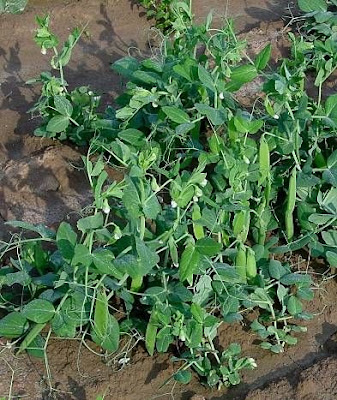 Garden pea Garden pea