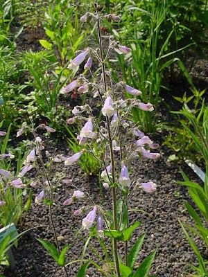 Lilac penstemon Lilac penstemon