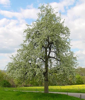 Common pear Common pear
