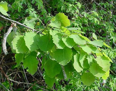 Quaking aspen