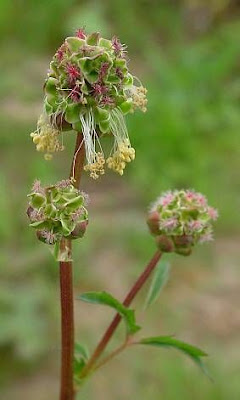 Garden burnet