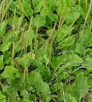 Grand plantain