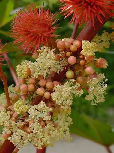 Ricinus+communis+l