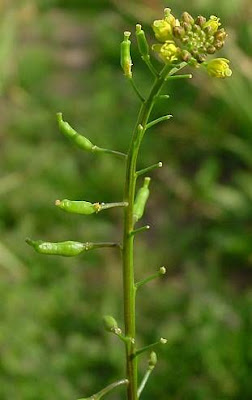 Fernald's yellowcress